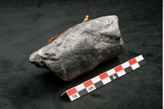 Foto (Seitenansicht) von Calamites communis Ettingshausen (NHMW-GEO-2024-0188-10960)
